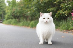 青川职高